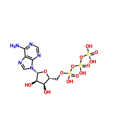 CAS: 56-65-5 Adenosin Trifosfat